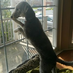 Meet your Posher, Bonnie